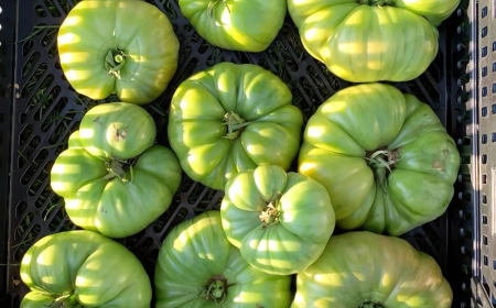 est ce qu on peut manger les tomates vertes