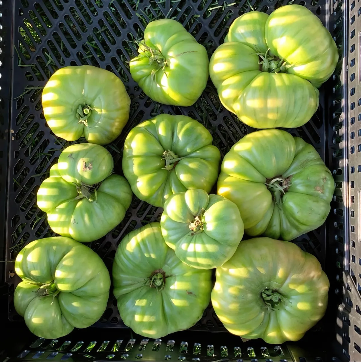 est ce qu on peut manger les tomates vertes