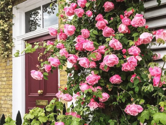 fabriquer un support pour rosier grimpant ancien ou aplanter rosier rose ala facade dune maison