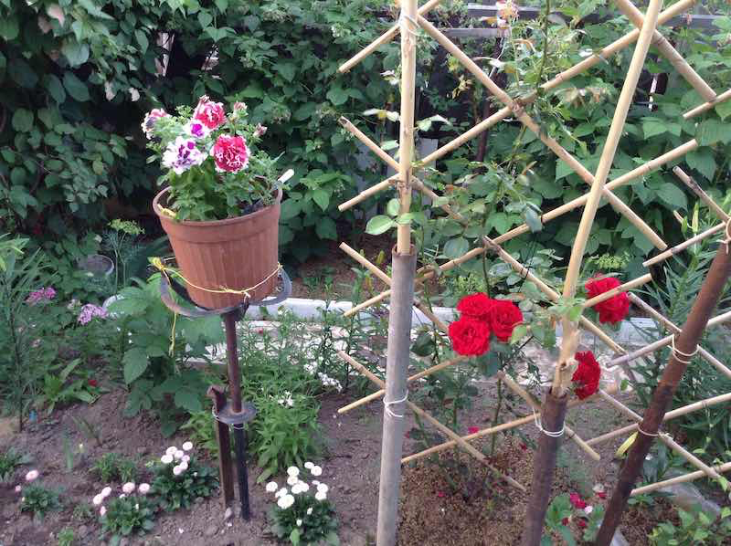fabriquer un support pour rosier grimpant au jardin grille aux roses rouges