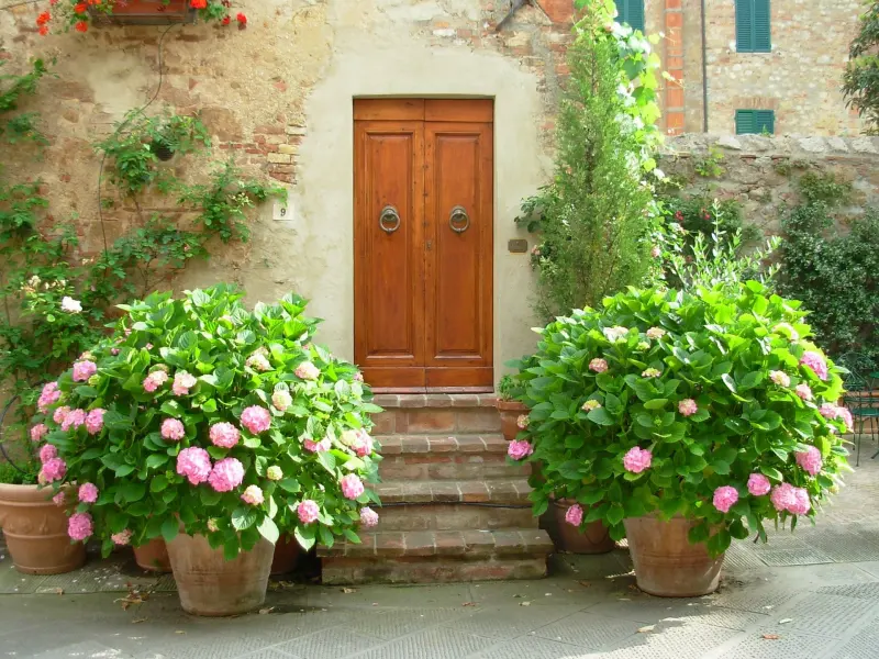 facade maison briques porte bois hortensia en pot