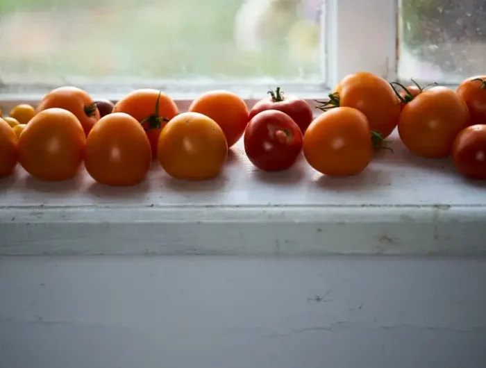 faire murir des tomates vertes au soleil des tomates ranges a la fenetre