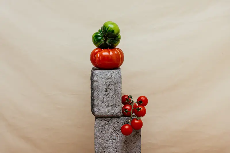 Comment faire mûrir au soleil des tomates vertes déjà cueillies