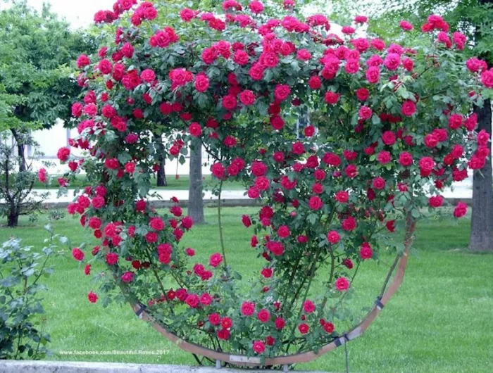 faire un support de rosier grimpant sphere roses rouges