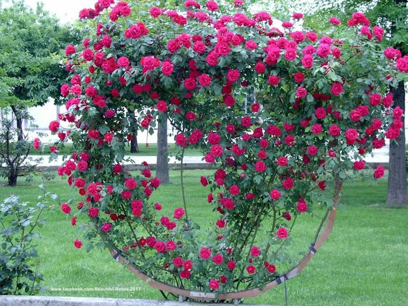 faire un support de rosier grimpant sphere roses rouges