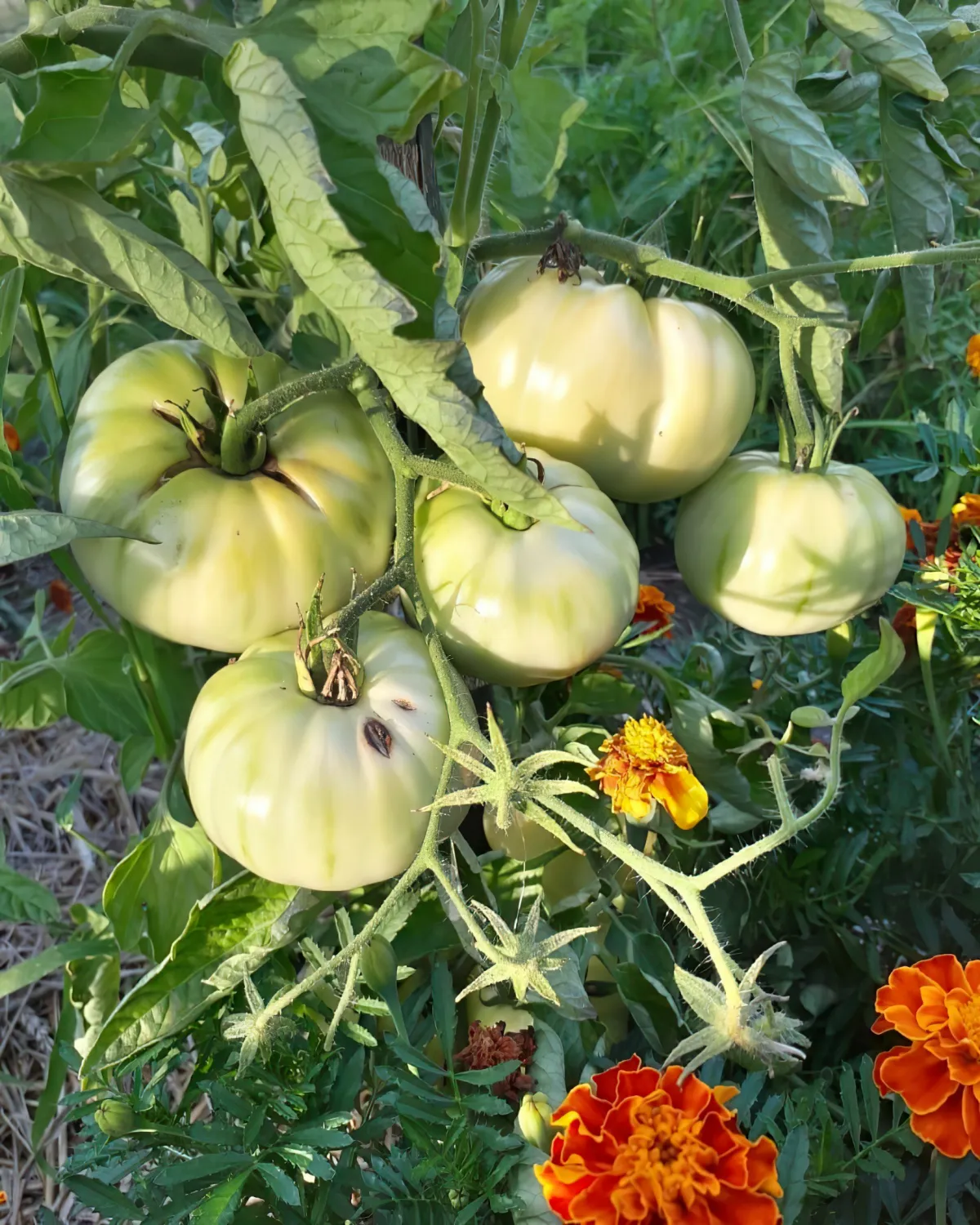 faut il recolter les tomates vertes en fin saison