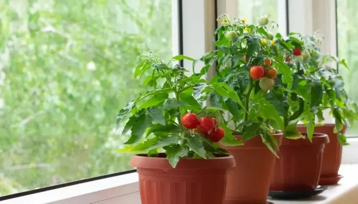 fenetre rebord exposition soleil pots de tomate cerises interieur