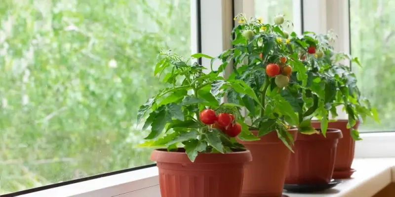fenetre rebord exposition soleil pots de tomate cerises interieur