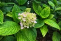 Comment prolonger la floraison des hortensias en 5 étapes simples
