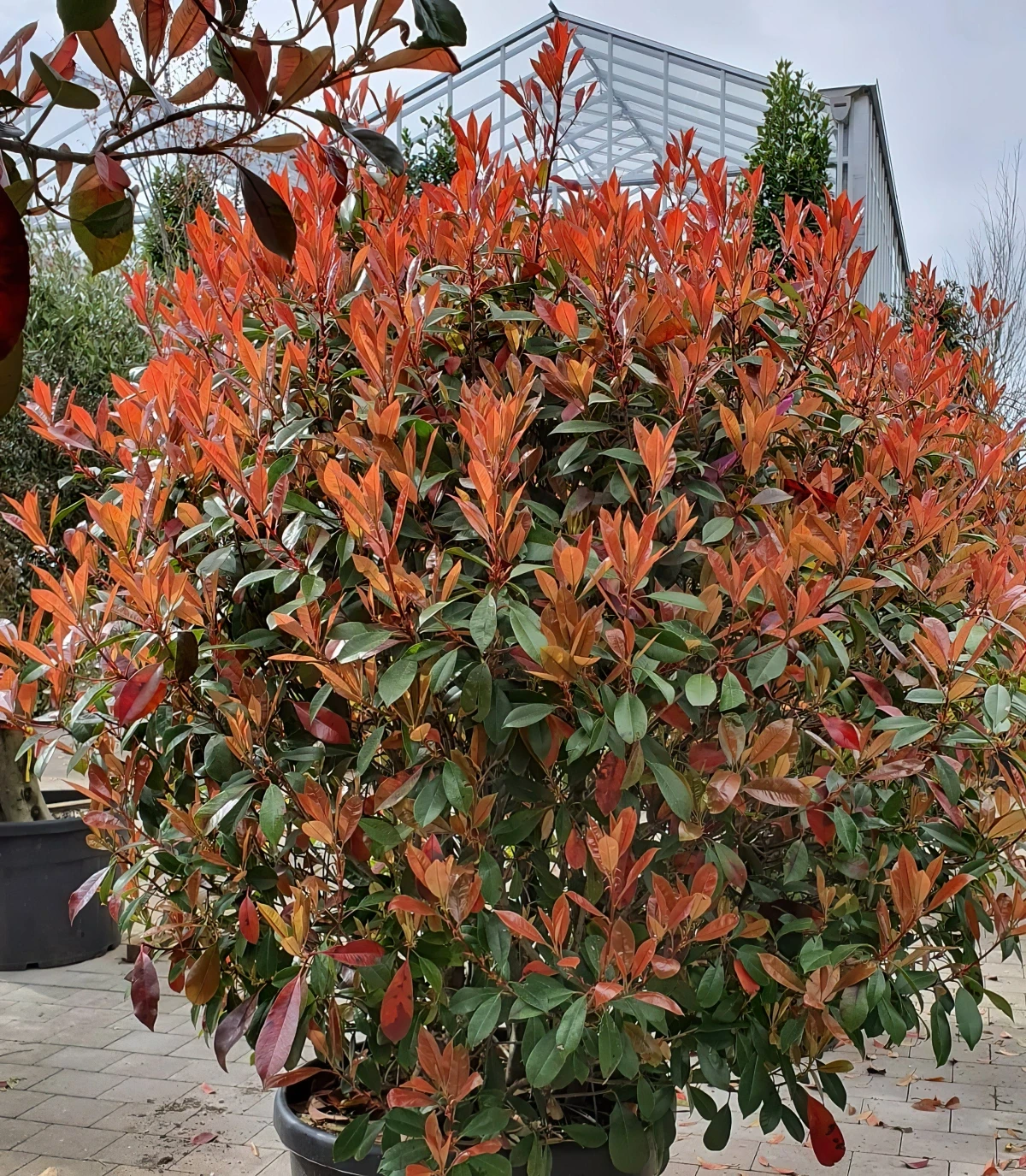 feuillage rouge arbustes persistants decoratifs a feuilles rouges en automne pour balcon et jardin pot