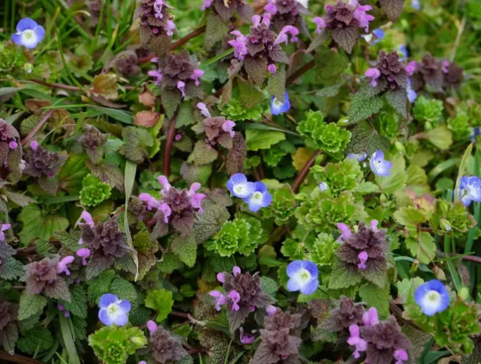 feuillage violet fleurs plante en pente talus idee