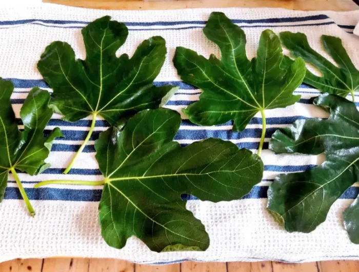 feuille de figuier bienfaits feuilles etalees sur une table