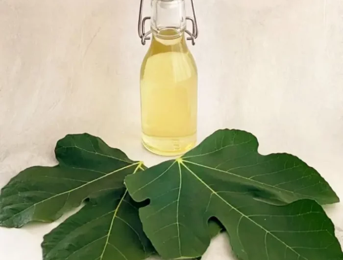 feuille de figuier recette preparer un sirop de feuilles de figuier