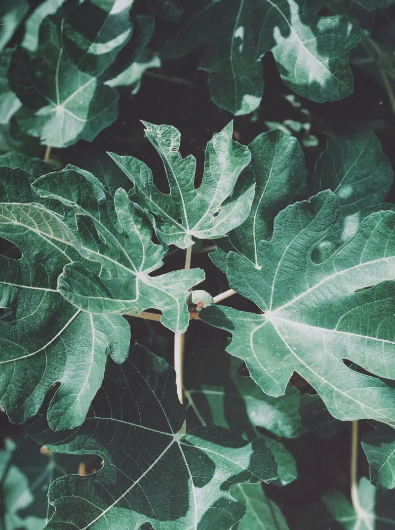 feuille de figuier toxique faire attention a la recolte des feuilles de figuier