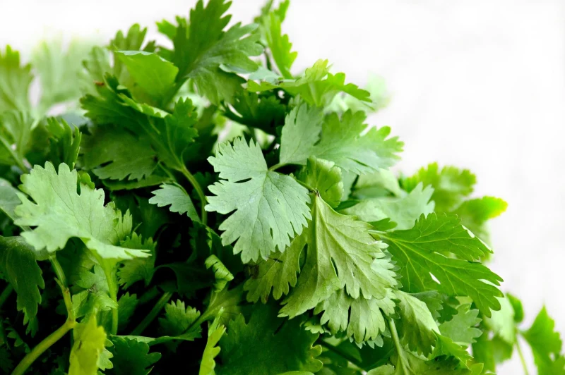 fresh parsley leaves herb preservation methods