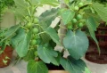 Pourquoi mon figuier ne donne pas de fruits : Causes et traitement