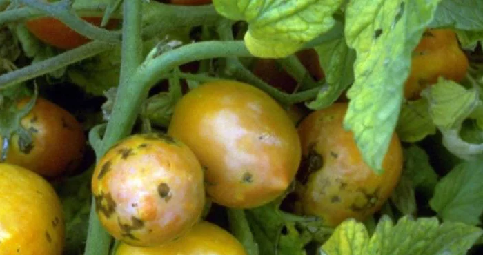 fin saison plants de tomates virus de mosaique