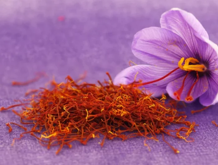 fleur de safran ouleur violette