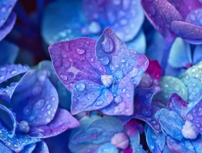 fleurs de hortensia couleur bleue arbuste gouttes d eau arrosage