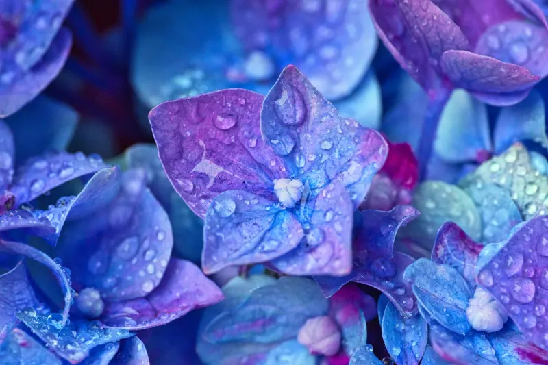fleurs de hortensia couleur bleue arbuste gouttes d eau arrosage