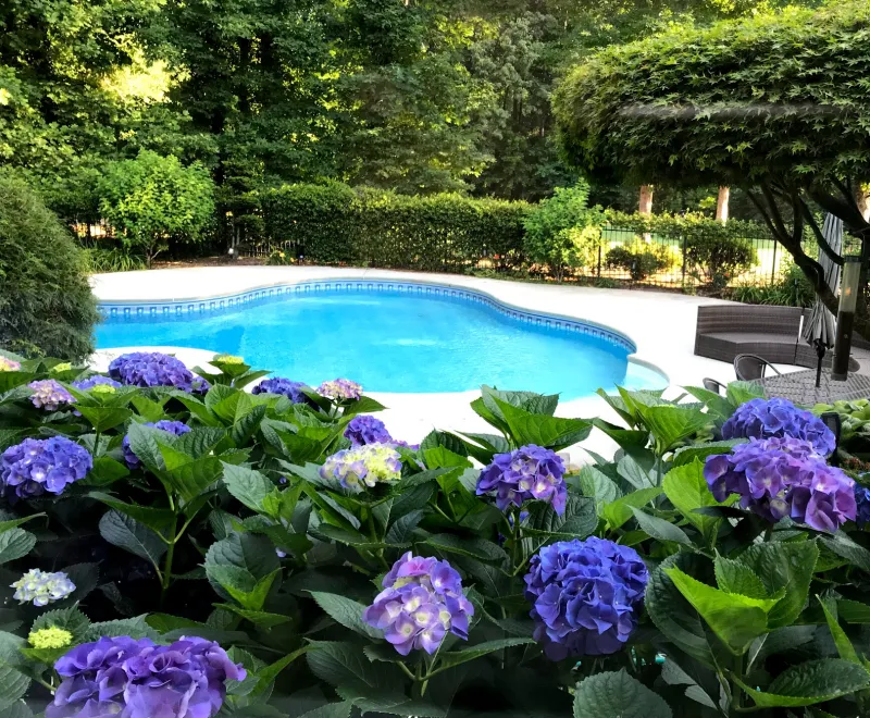 hortensias arbustes et arbres comment aménager les alentours d une piscine