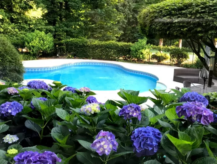 hortensias arbustes et arbres comment aménager les alentours d une piscine