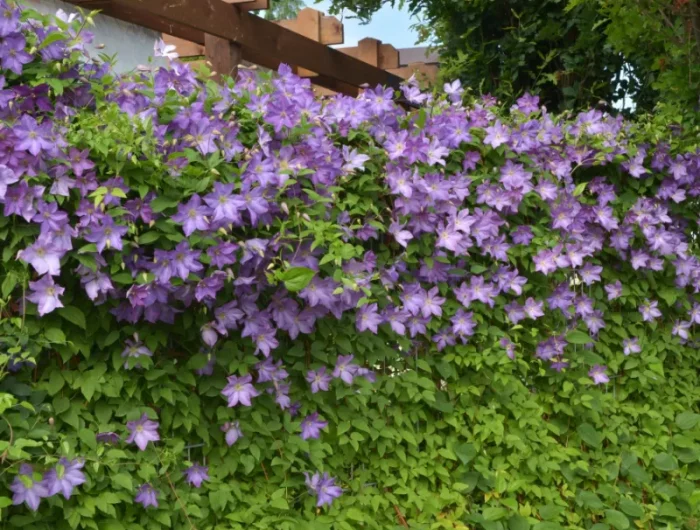 idee brise vue jardin clématite grimpante de couleur violette et blanche