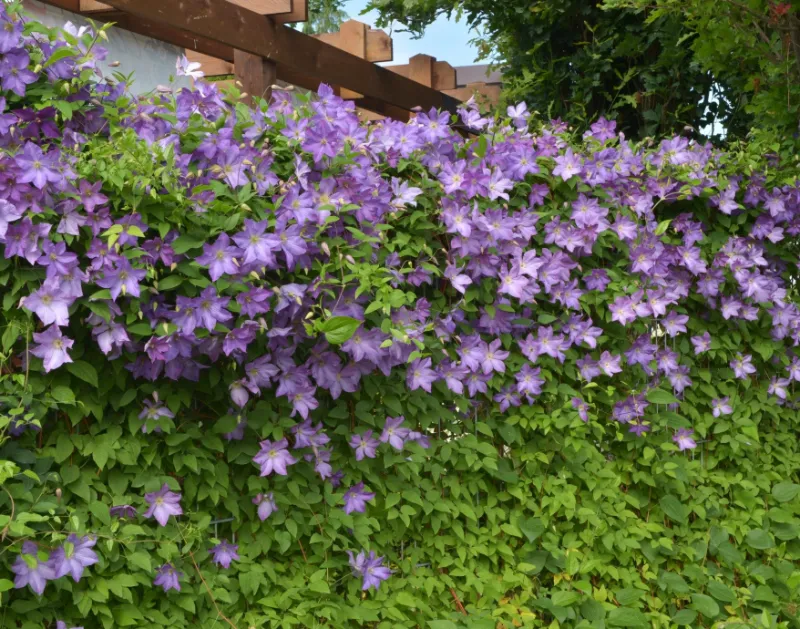 idee brise vue jardin clématite grimpante de couleur violette et blanche