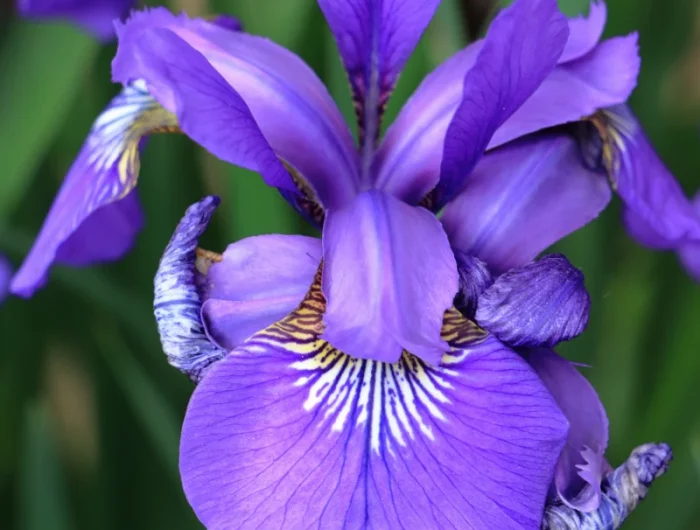 iris fleur violette magnifique