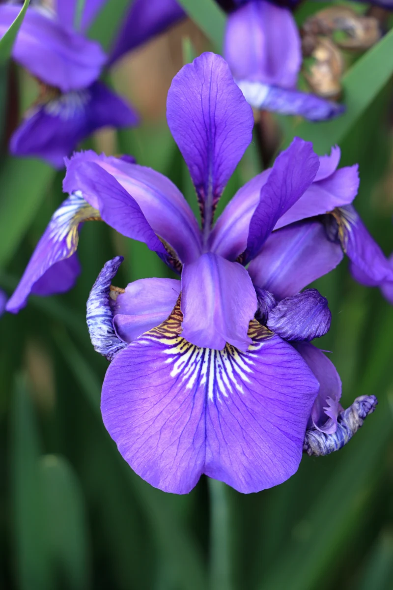iris fleur violette magnifique