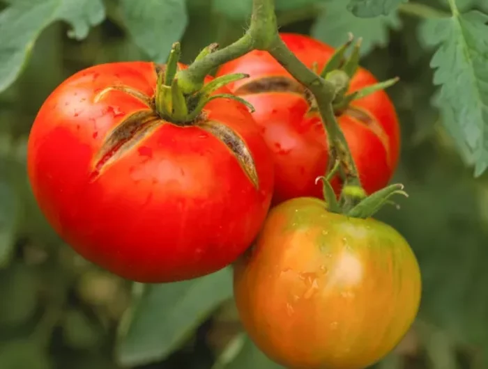 jardinage conseils potager recolte tomate fissures peau