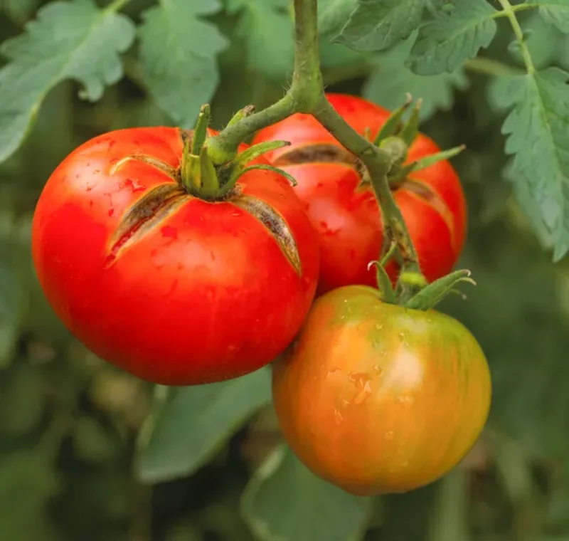 jardinage conseils potager recolte tomate fissures peau