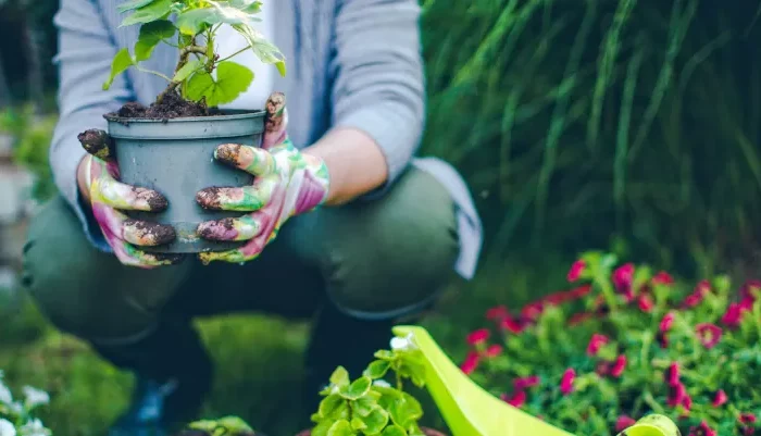 jardiner au potager c est bon pour la sante mentale et physique