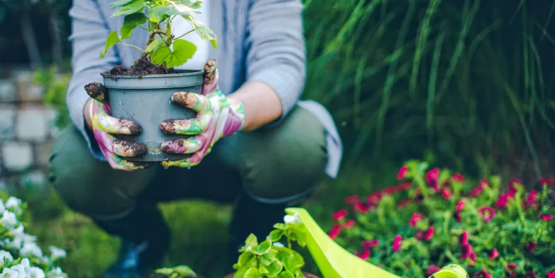 jardiner au potager c est bon pour la sante mentale et physique