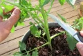 Plusieurs conseils utiles pour planter des tomates-cerises en pot !