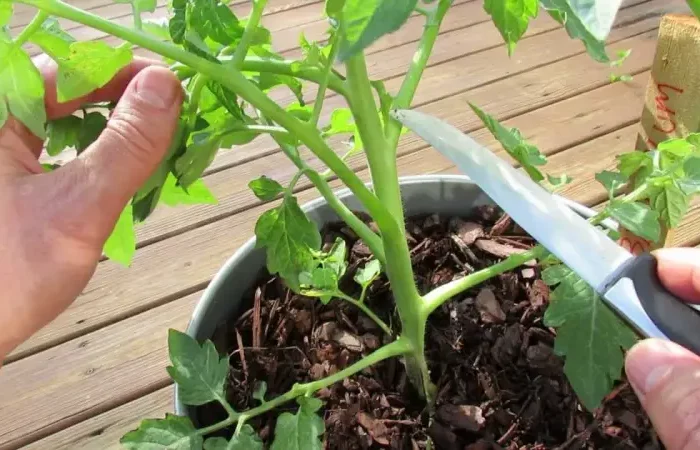 jusqu a quand peut on planter des tomates