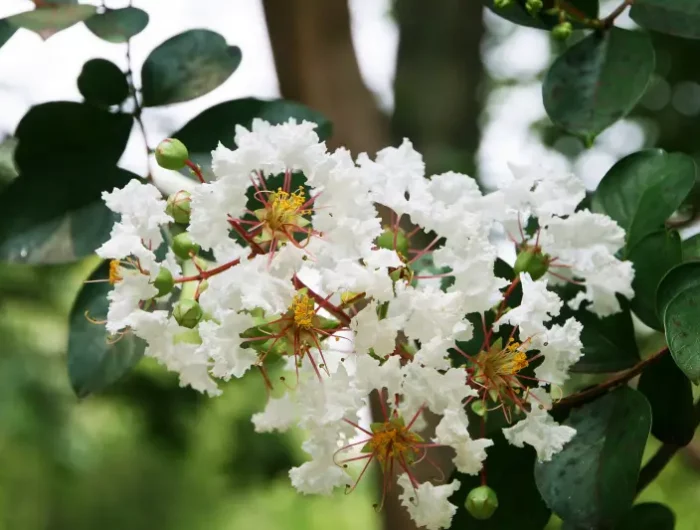 lagerstroemia croissance lilas des indes fleuri en blanc