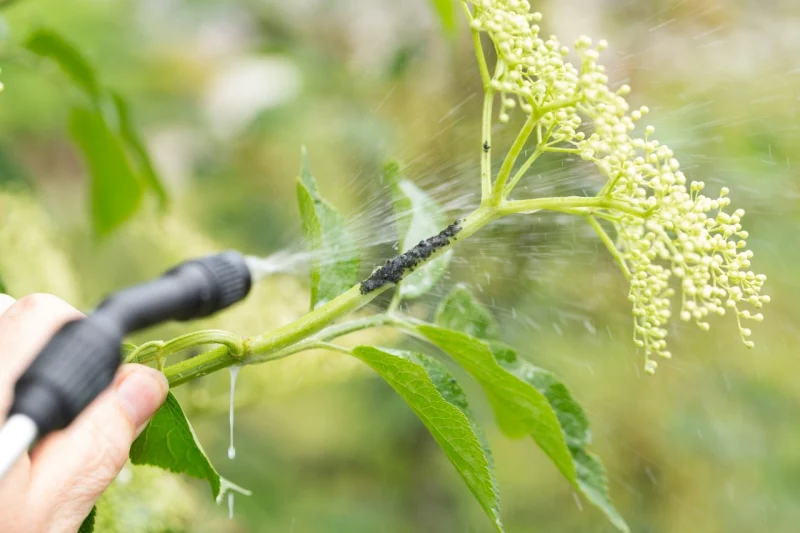 le liquide vaisselle un insctecide puissant main pulversation pucerons noires plante verte