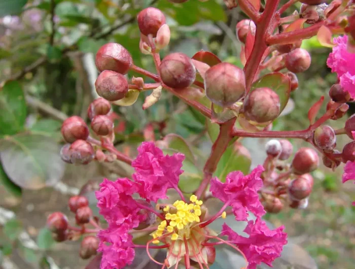 lilas des indes floraison fleurs roses et bourgeons sur la plante