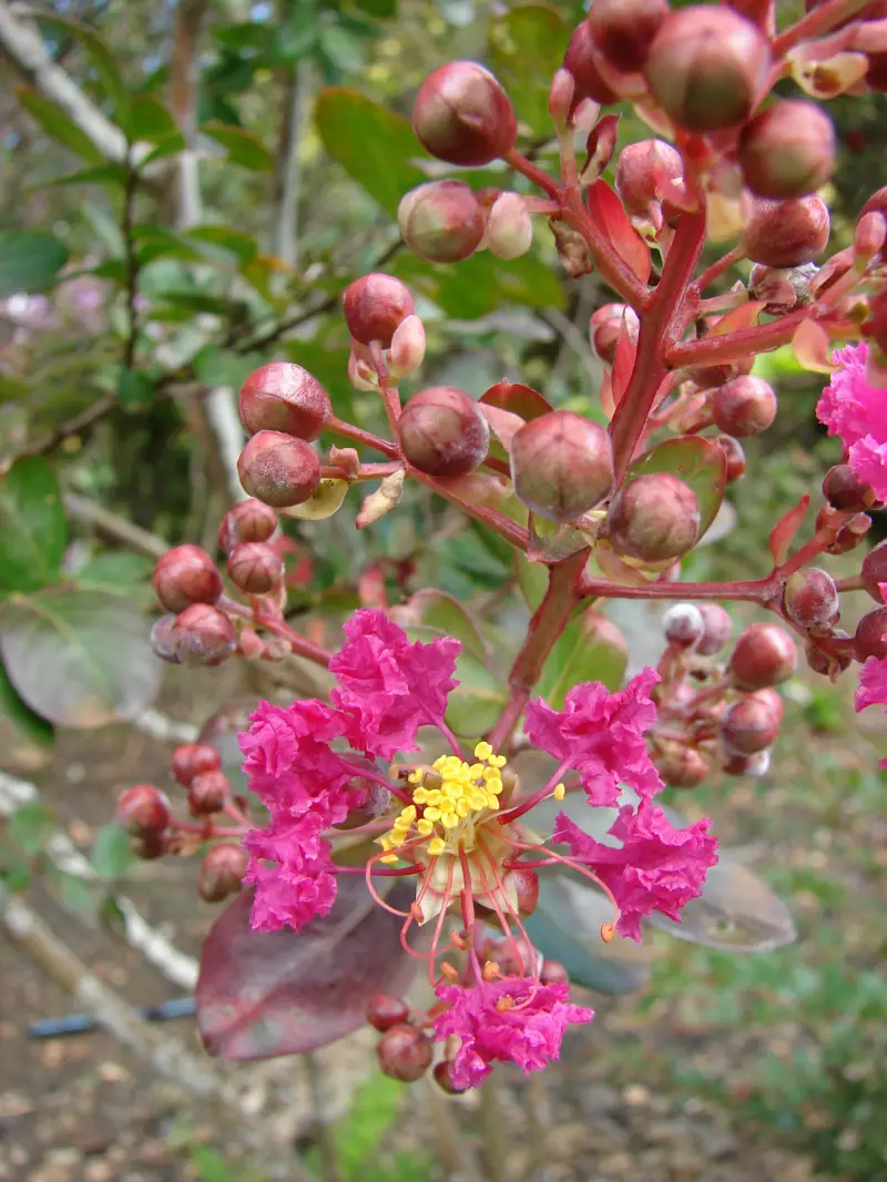 lilas des indes floraison fleurs roses et bourgeons sur la plante
