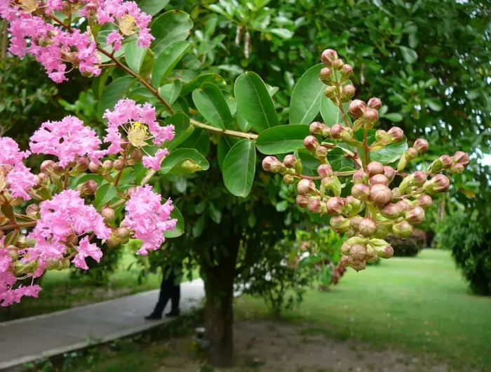 lilas des indes maladie comment cultuver les bourgeons du lilas