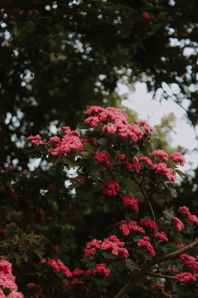 lilas des indes rouge fonce un arbre dans le jardin