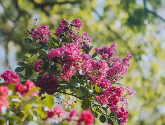 lilas des indes rouge un arbre lilas des indes dans le jardin