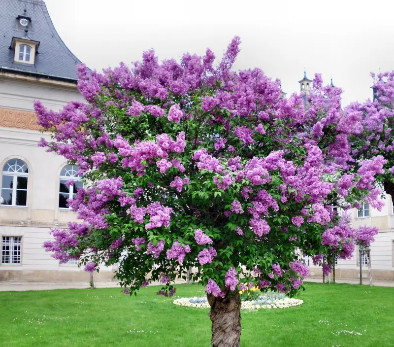 lilas des indes sur tige 2 m un arbre fleuri en violet