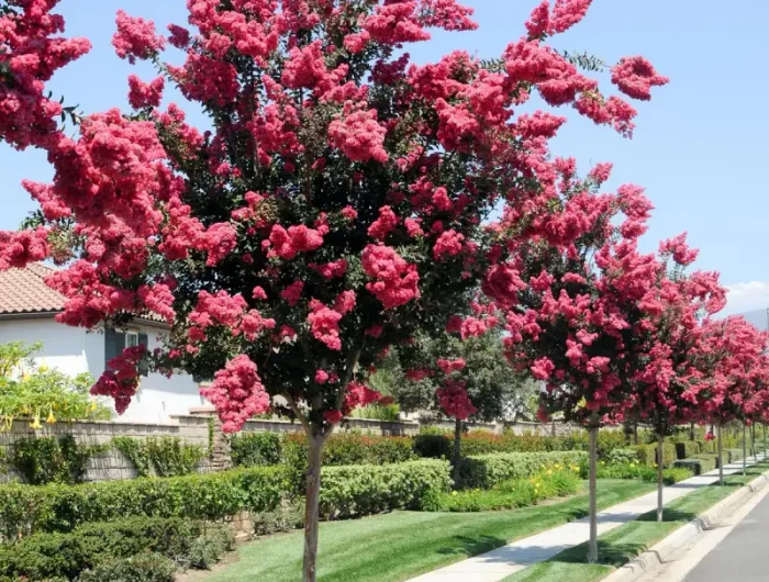 lilas des indes varietes un arbre qui fleurit en rose