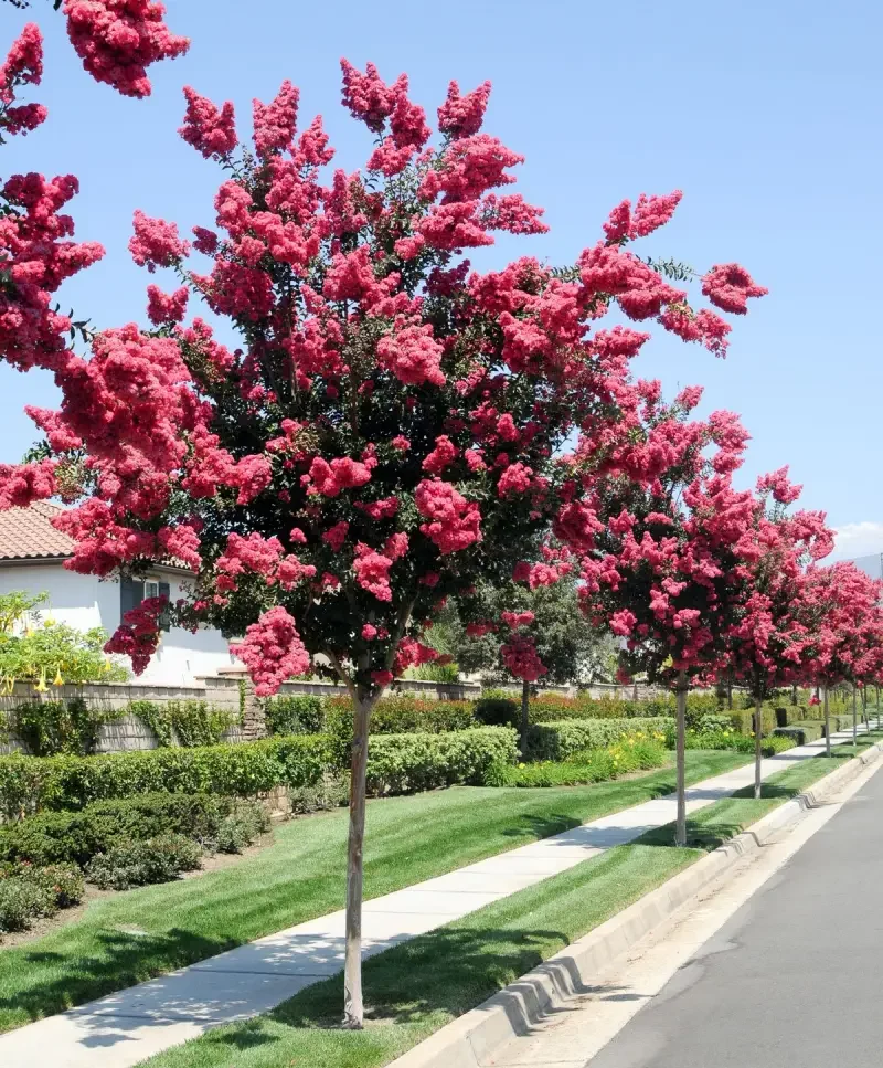 lilas des indes varietes un arbre qui fleurit en rose