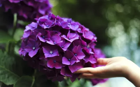 main femme nature boule fleur hortensia violette