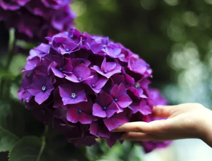 main femme nature boule fleur hortensia violette