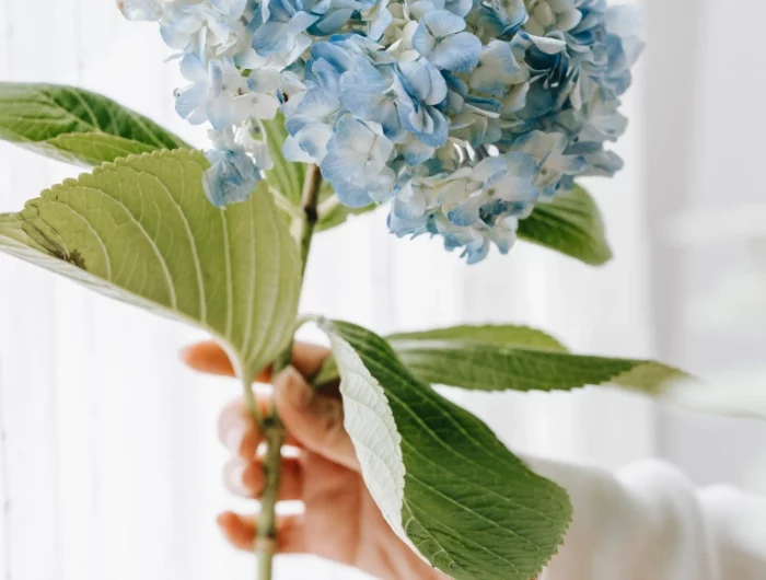 main femme tige hortensia feuillage fleur boules plante