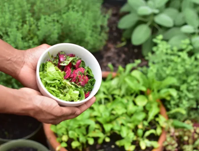 manger sainement et bio fruits et legumes de jardin